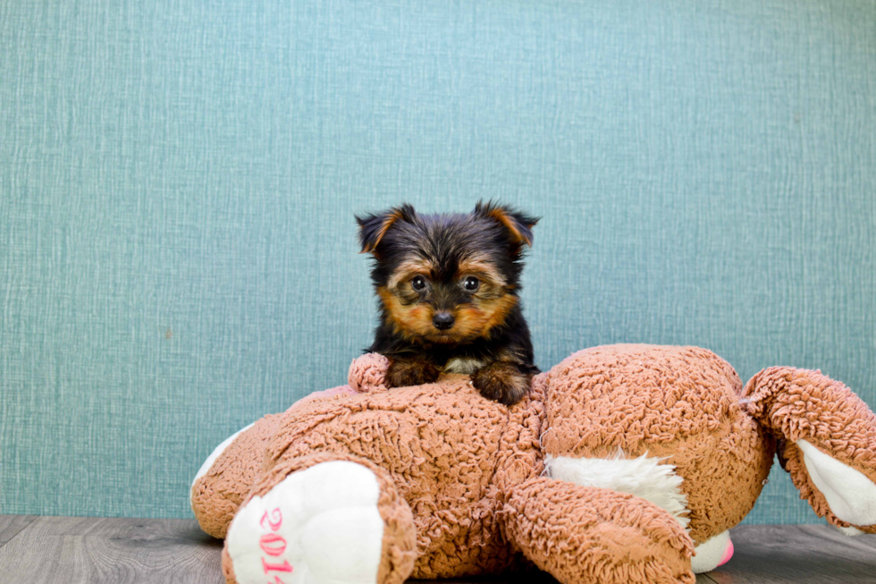 Meet Timmy - our Yorkshire Terrier Puppy Photo 