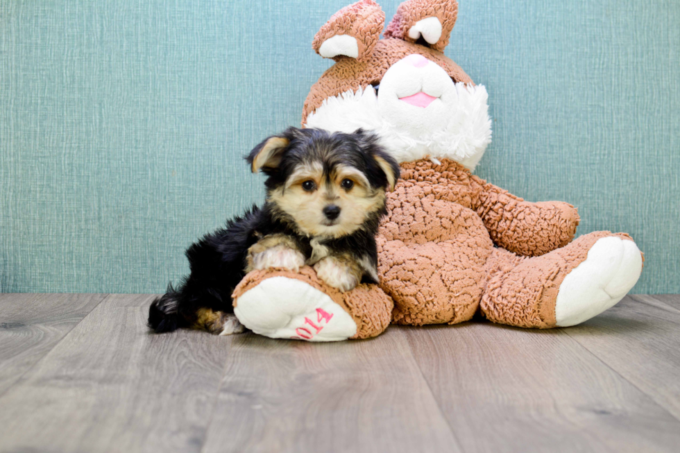 Morkie Pup Being Cute