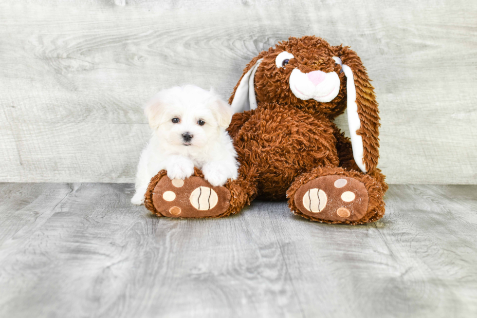 Fluffy Maltipoo Poodle Mix Pup