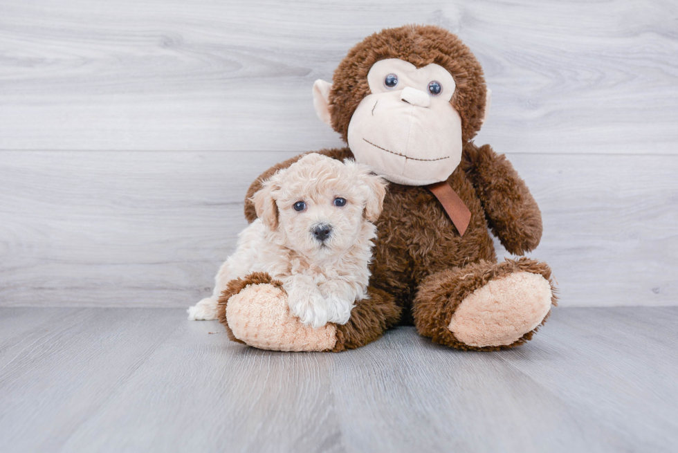 Happy Maltipoo Baby