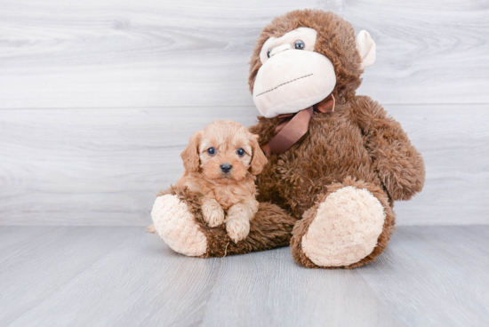 Cute Cavapoo Baby