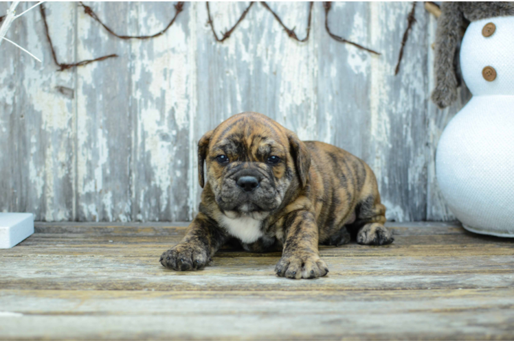 English Bulldog Pup Being Cute