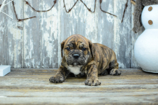 English Bulldog Pup Being Cute