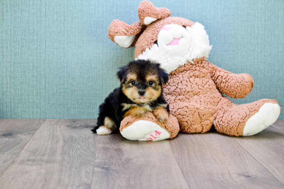 Best Morkie Baby