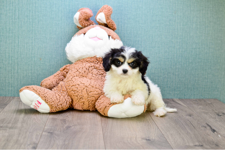 Cavachon Pup Being Cute