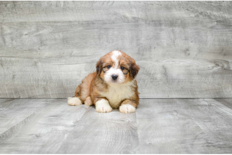 Playful Bernadoodle Poodle Mix Puppy