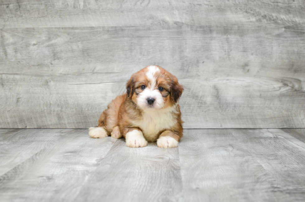 Playful Bernadoodle Poodle Mix Puppy