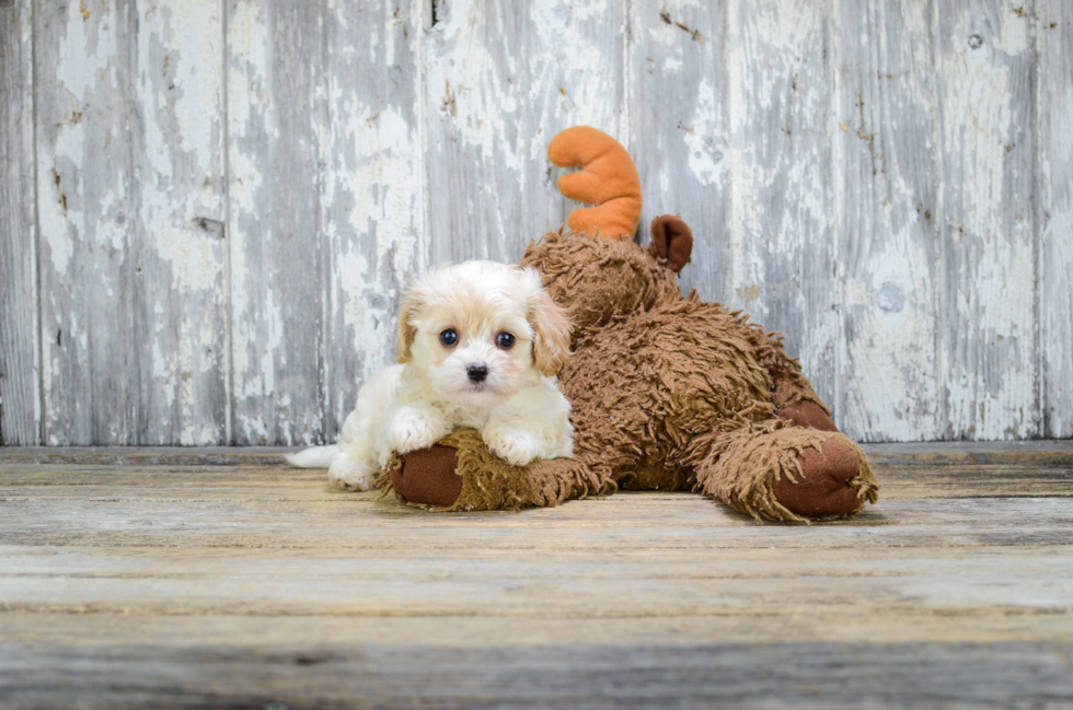 Small Cavachon Baby