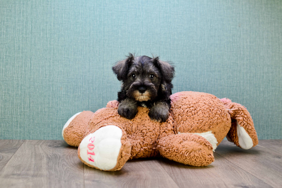 Cute Mini Schnauzer Baby