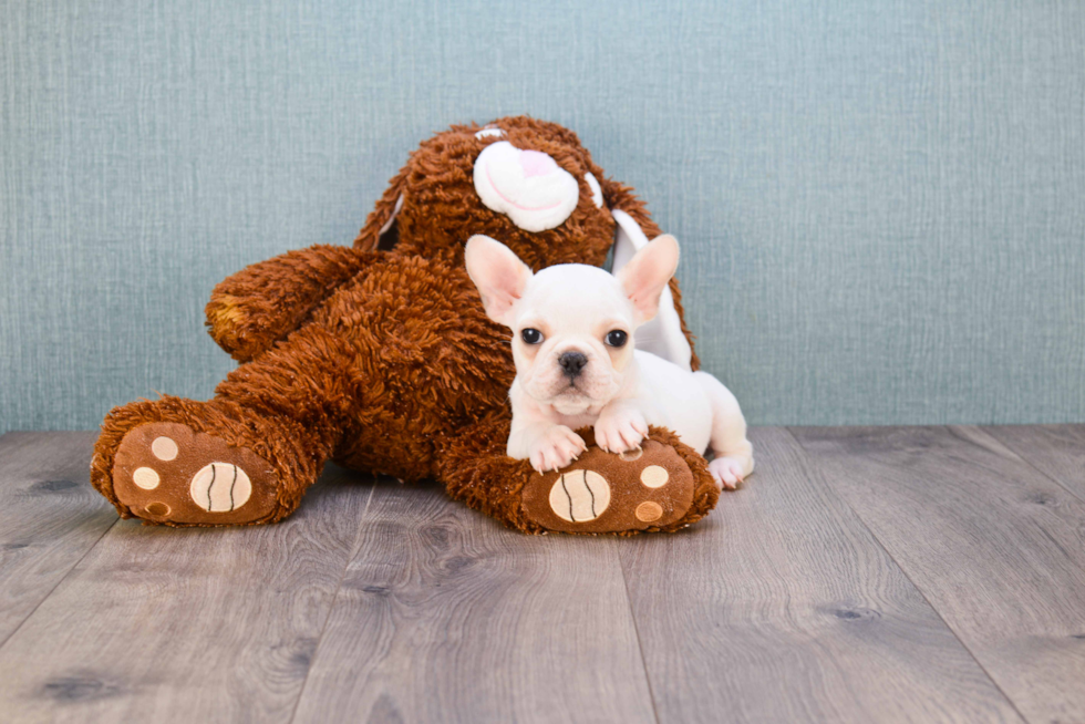 Funny French Bulldog Purebred Pup