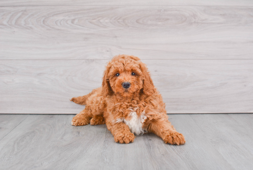 Best Mini Goldendoodle Baby