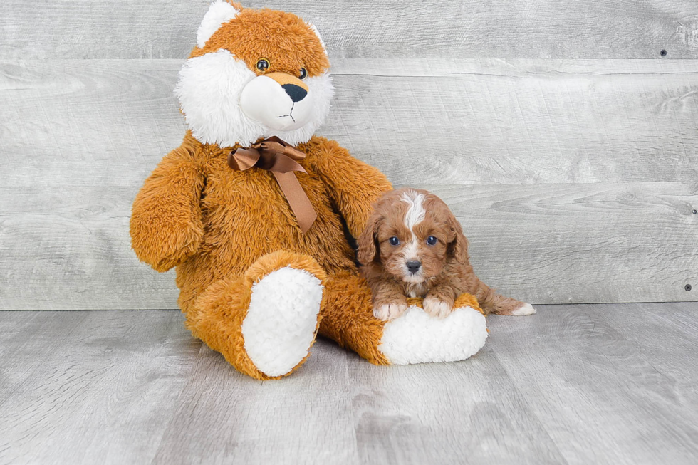 Cavapoo Pup Being Cute