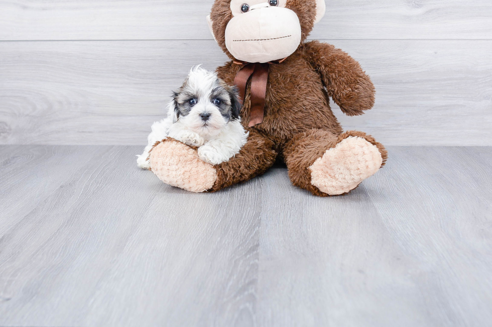 Hypoallergenic Havanese Baby