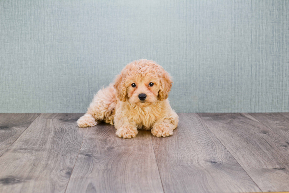 Popular Mini Goldendoodle Poodle Mix Pup