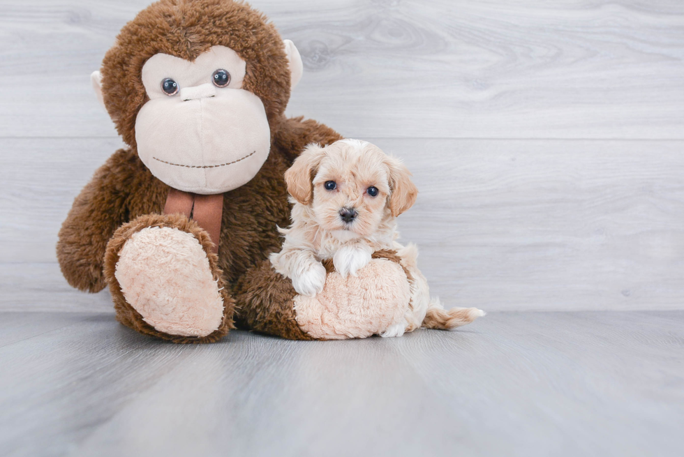 Maltipoo Puppy for Adoption