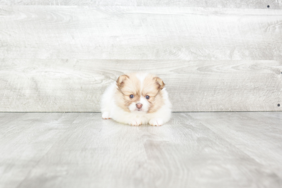 Pomeranian Puppy for Adoption