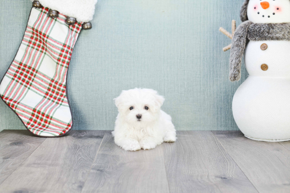 Adorable Maltese Purebred Puppy