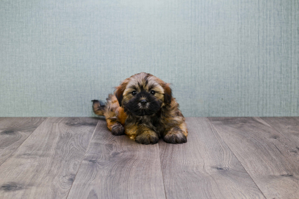 Havanese Puppy for Adoption