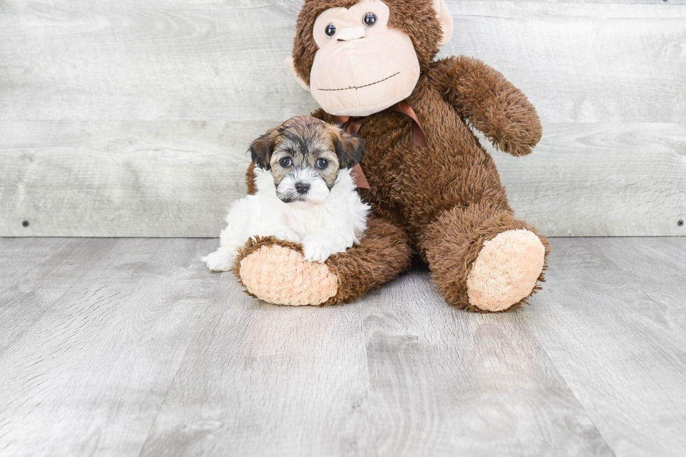 Havanese Pup Being Cute