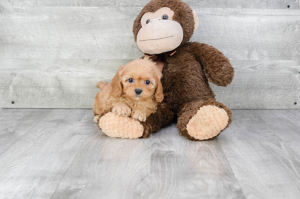 Playful Cavoodle Poodle Mix Puppy