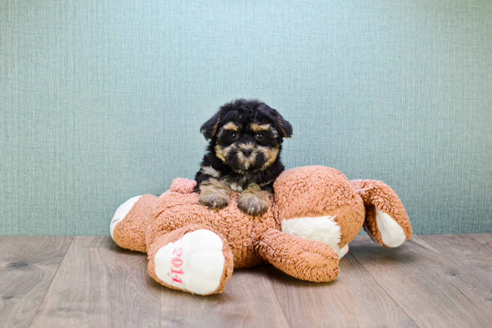 Havanese Pup Being Cute