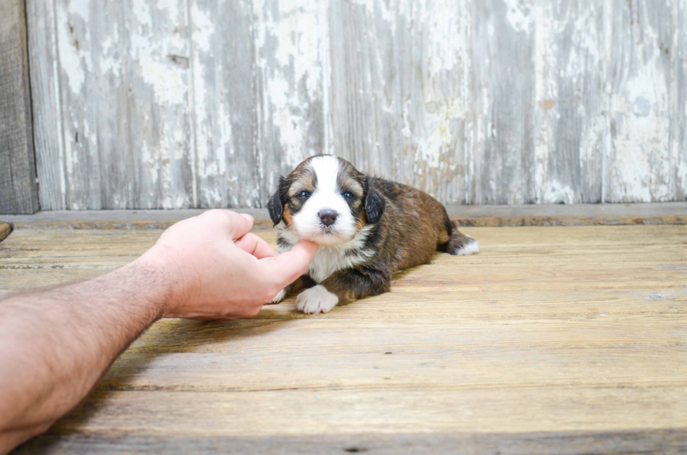 Mini Bernedoodle Puppy for Adoption