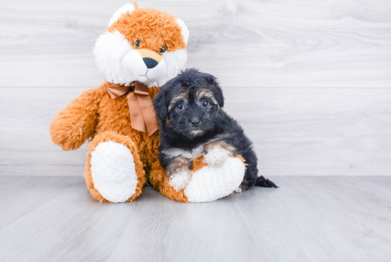 Popular Havanese Purebred Pup