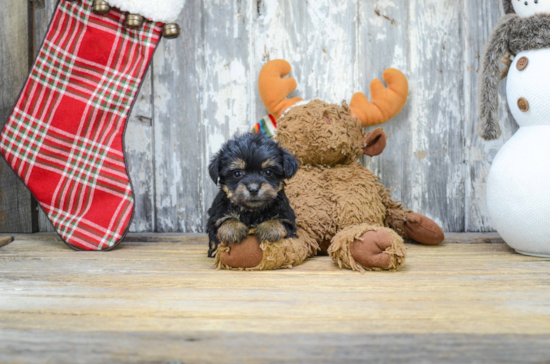 Cute Morkie Baby