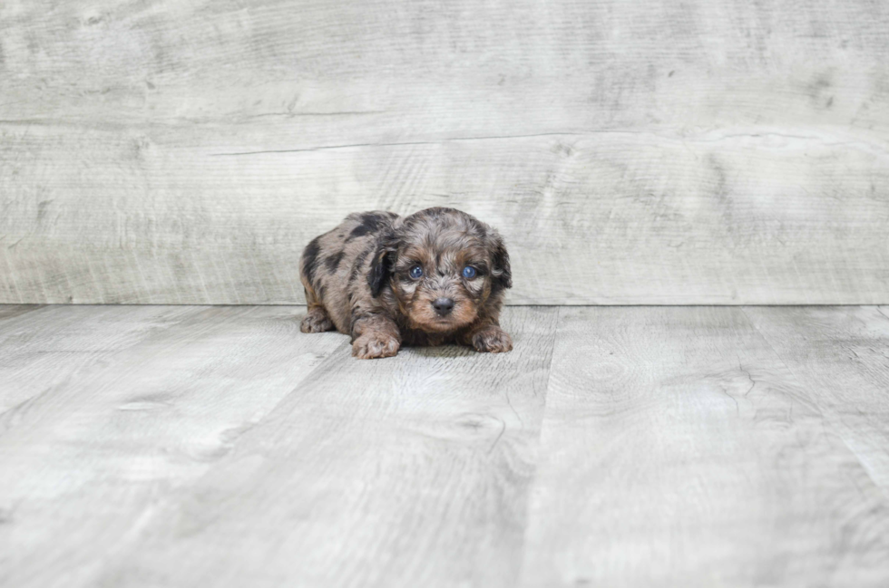 Cute Mini Aussiedoodle Baby