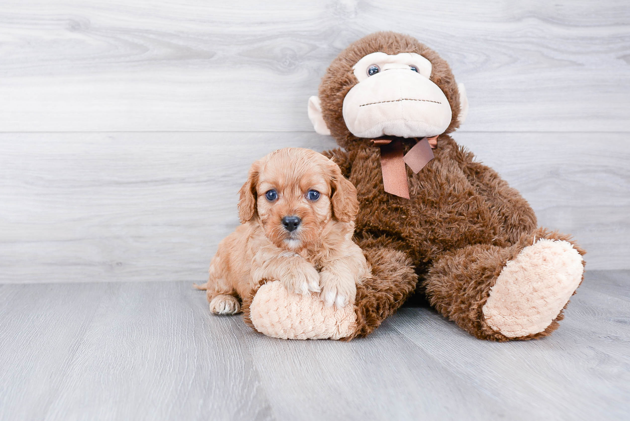 Smart Cavapoo Poodle Mix Pup