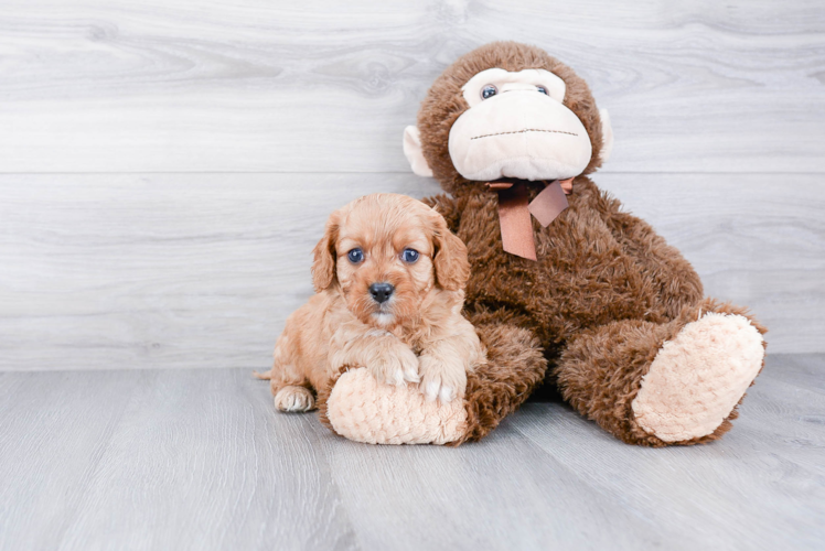 Smart Cavapoo Poodle Mix Pup