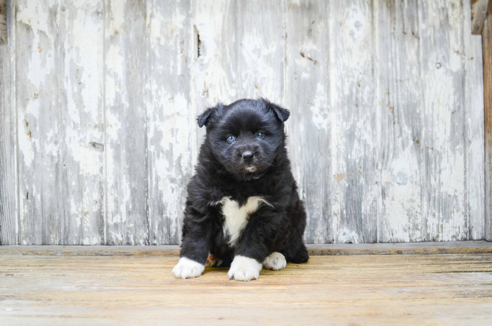 Pomsky Puppy for Adoption