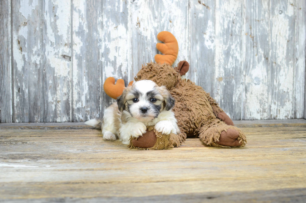 Friendly Teddy Bear Baby