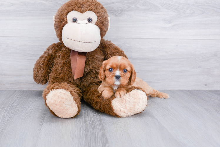 Hypoallergenic Cavalier King Charles Spaniel Purebred Pup