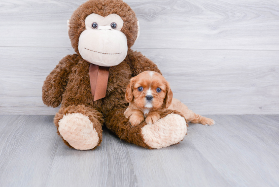 Hypoallergenic Cavalier King Charles Spaniel Purebred Pup