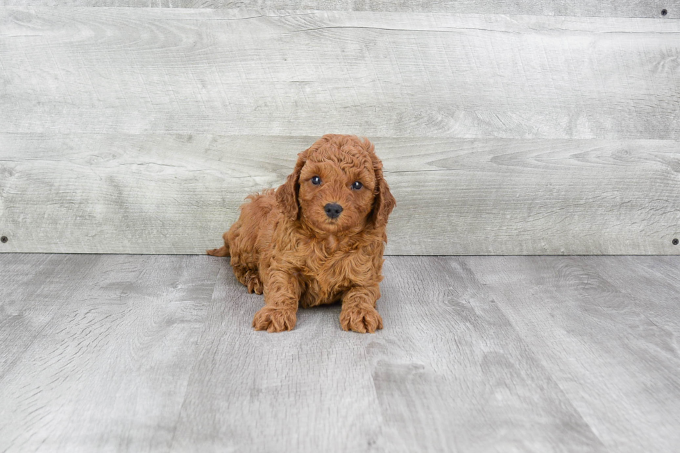 Cute Cavapoo Baby