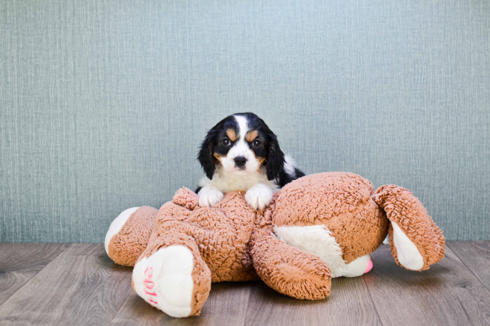 Cavalier King Charles Spaniel Pup Being Cute