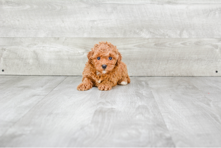 Playful Cavoodle Poodle Mix Puppy