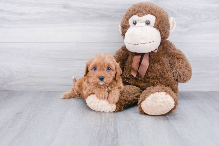 Cavapoo Pup Being Cute