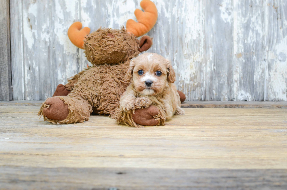 Cavapoo Puppy for Adoption