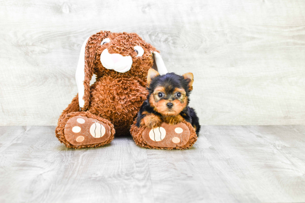 Meet Beckham - our Yorkshire Terrier Puppy Photo 