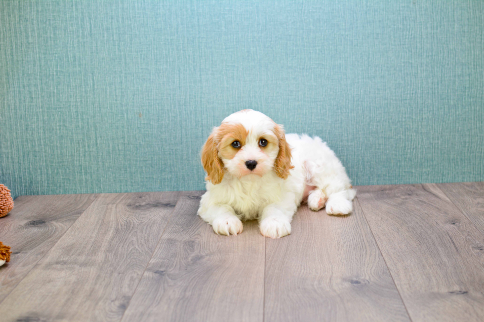 Playful Cavalier Designer Puppy