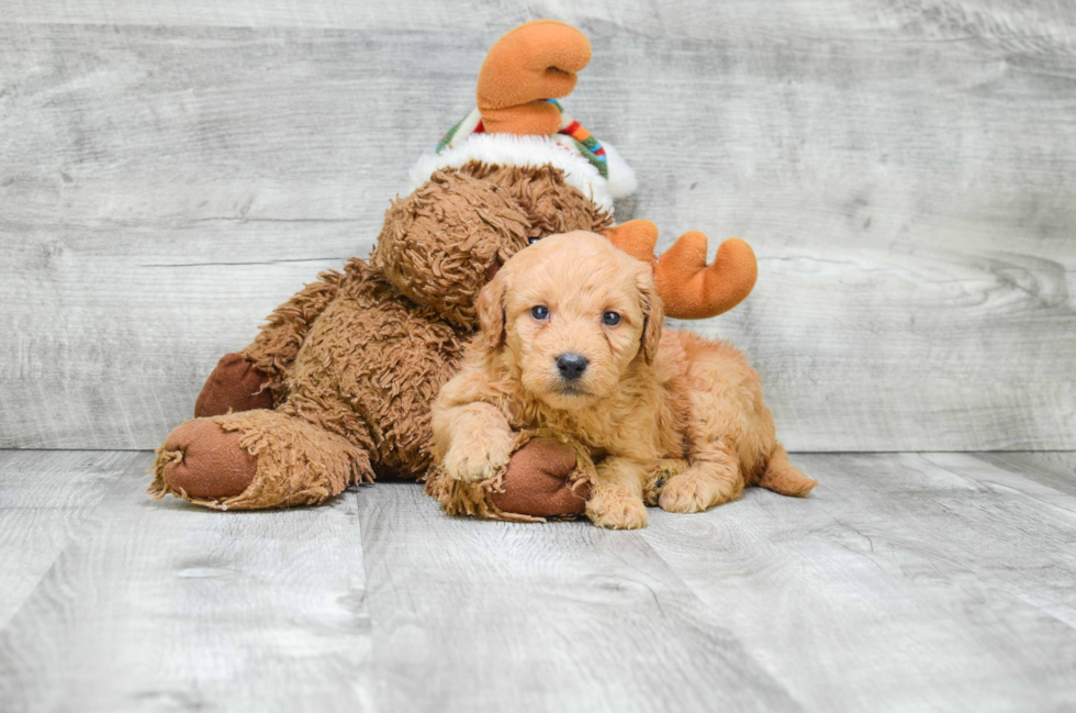 Mini Goldendoodle Puppy for Adoption