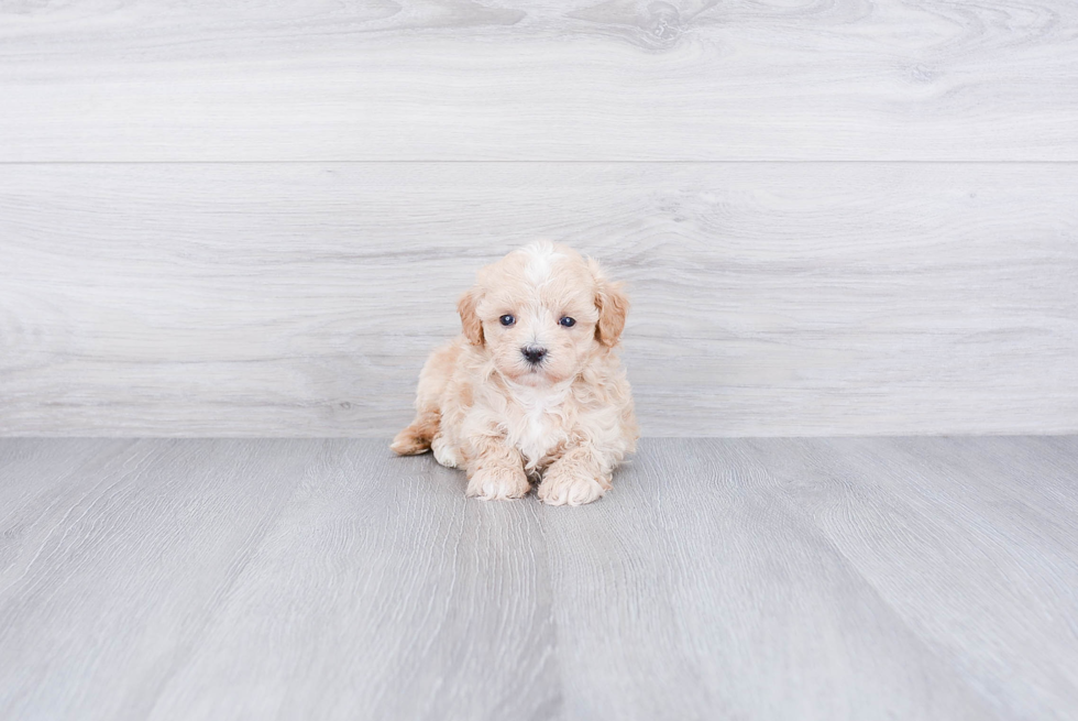 Maltipoo Puppy for Adoption