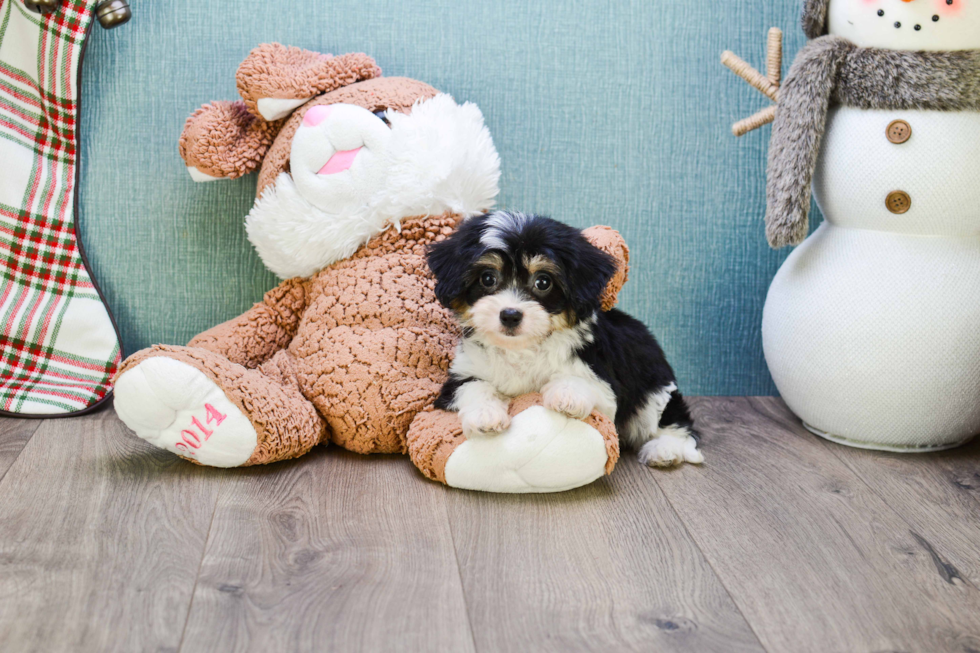 Cavachon Puppy for Adoption