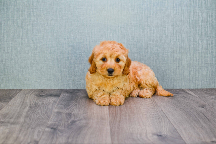 Little Golden Retriever Poodle Mix Puppy