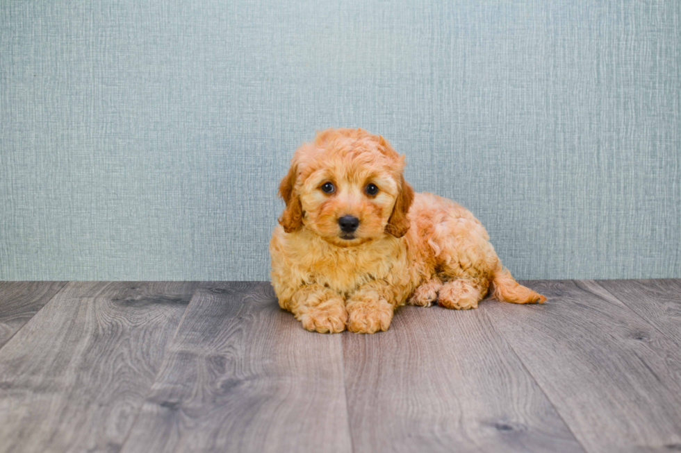 Little Golden Retriever Poodle Mix Puppy