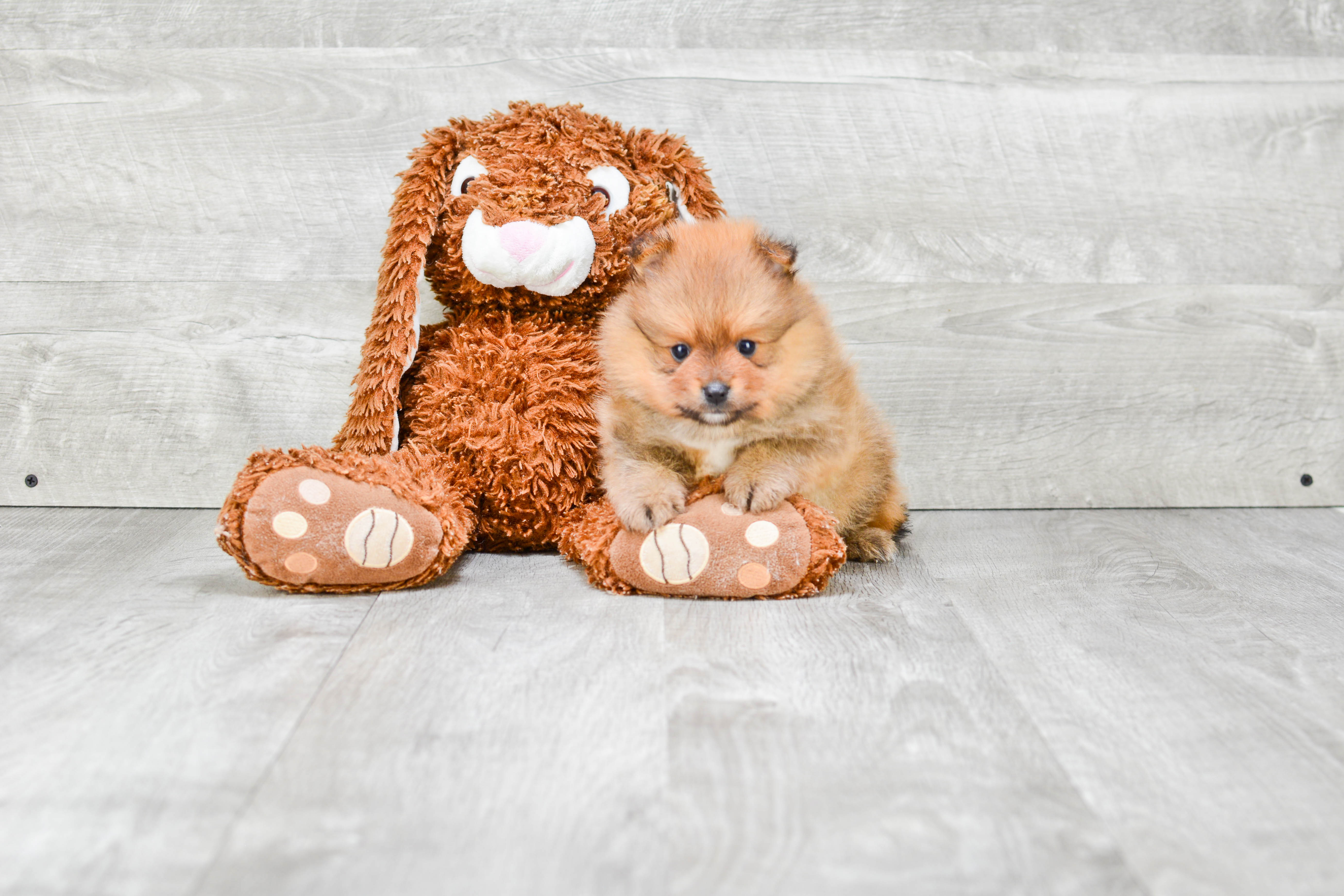 Pomeranian Puppy for Adoption