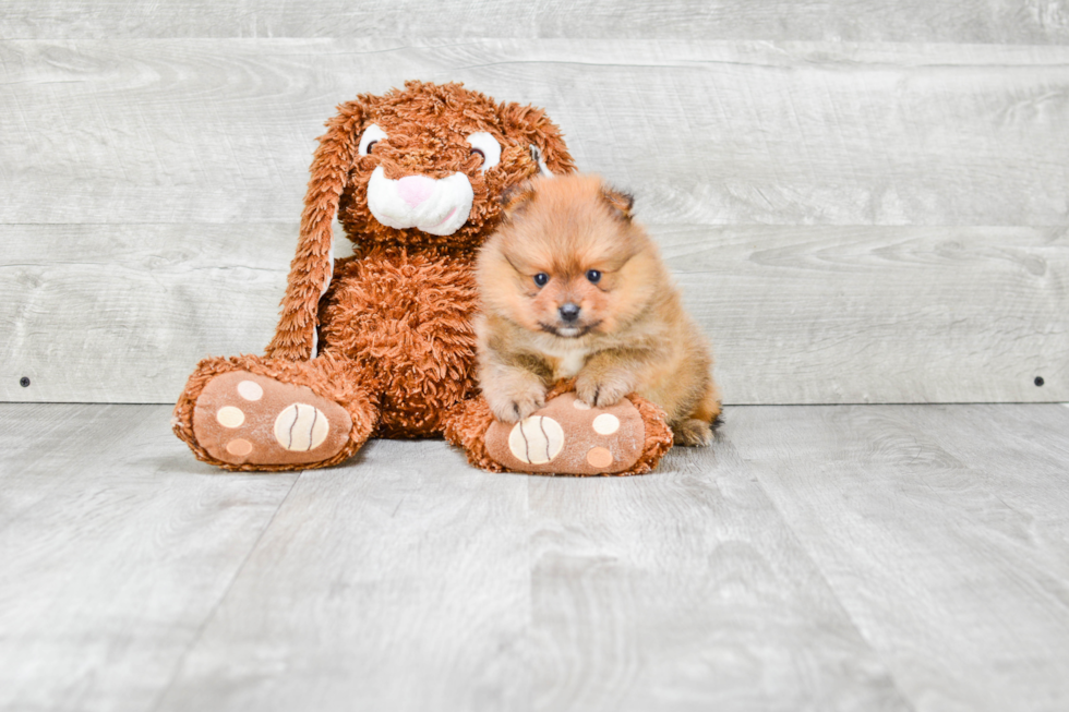 Pomeranian Puppy for Adoption