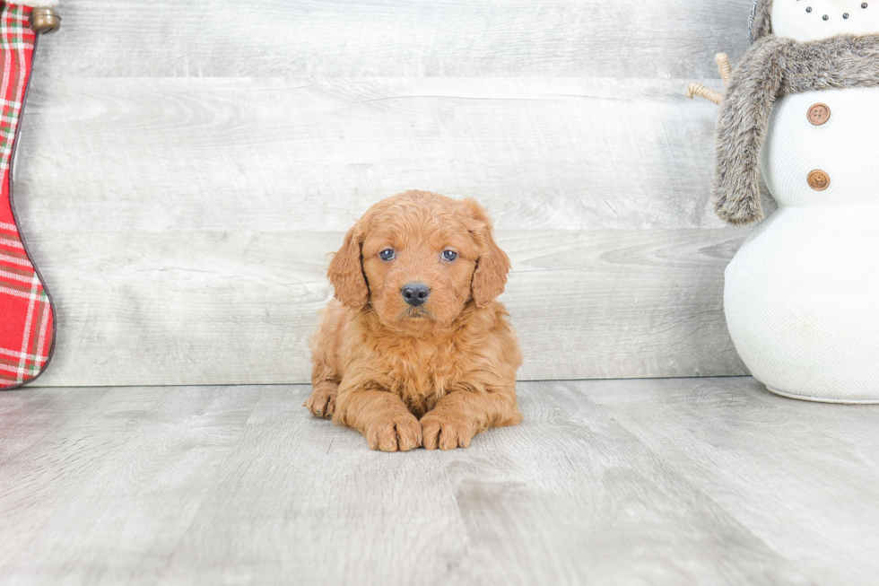 Mini Goldendoodle Puppy for Adoption